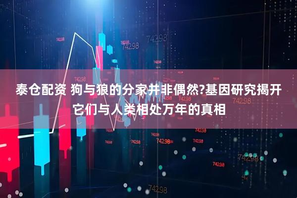 泰仓配资 狗与狼的分家并非偶然?基因研究揭开它们与人类相处万年的真相